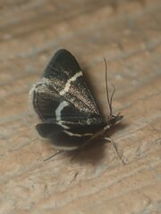 Pyrausta cingulata