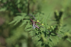 Melanoplus fasciatus