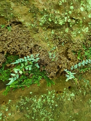 Pellaea atropurpurea