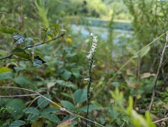 Spiranthes vernalis