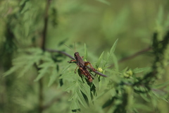 Melanoplus fasciatus