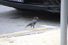 Acridotheres javanicus