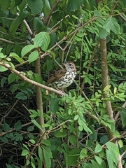 Hylocichla mustelina