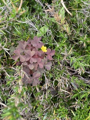 Oxalis stricta