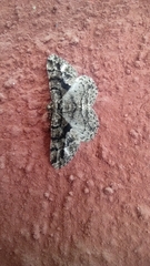 Peribatodes ilicaria