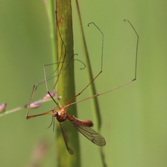 Nephrotoma ferruginea