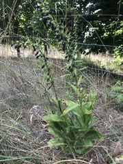 Epipactis helleborine