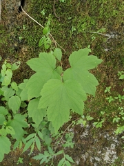 Eriocapitella vitifolia