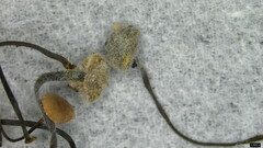 Akanthomyces