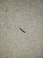 Asiomorpha coarctata