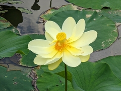 Nelumbo lutea