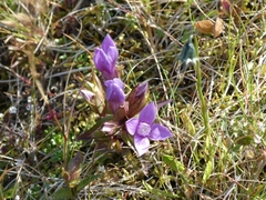 Gentianella