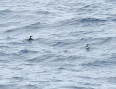 Synthliboramphus hypoleucus