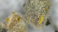 Akanthomyces