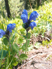 Dracocephalum grandiflorum