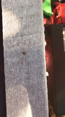 Dicranopalpus ramosus