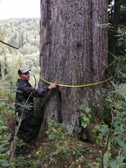 Pinus sibirica