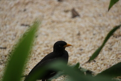 Acridotheres javanicus