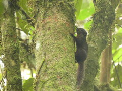 Microsciurus