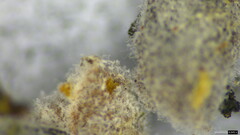 Akanthomyces