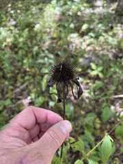 Echinacea purpurea