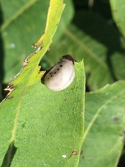Labidomera clivicollis