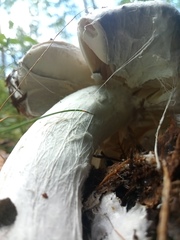 Russula claroflava
