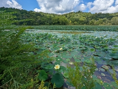 Nelumbo lutea