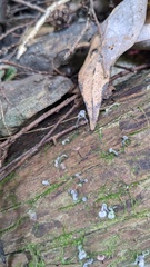 Akanthomyces