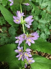 Campanula trachelium