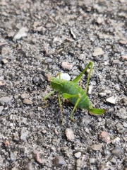 Leptophyes punctatissima