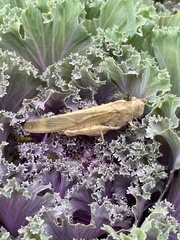 Dissosteira carolina