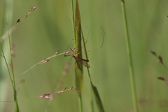 Nephrotoma ferruginea