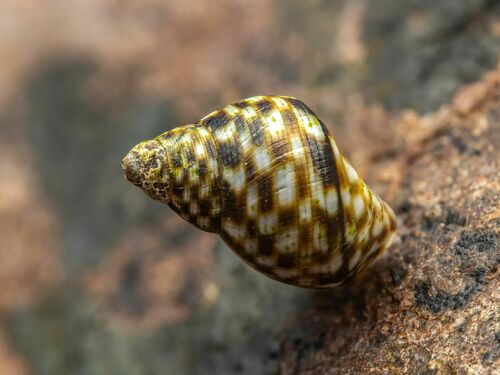 Checkered Periwinkle