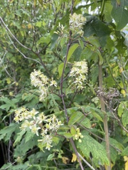 Clematis dioica