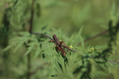 Melanoplus fasciatus