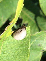 Labidomera clivicollis