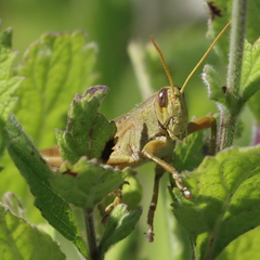 Schistocerca lineata