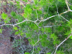 Asparagus retrofractus