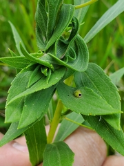 Asphondylia solidaginis