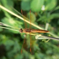Brachythemis contaminata