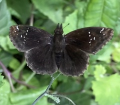 Pyrginae