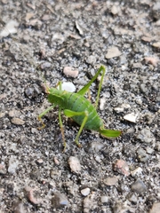 Leptophyes punctatissima