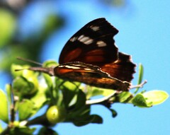 Libytheana carinenta