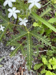 Cnidoscolus stimulosus