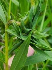 Asphondylia solidaginis