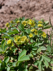 Sibbaldia procumbens