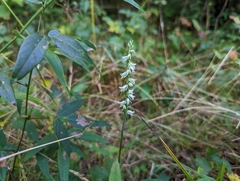 Spiranthes vernalis