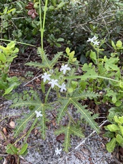 Cnidoscolus stimulosus