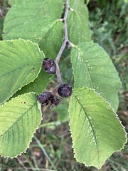 Ulmus